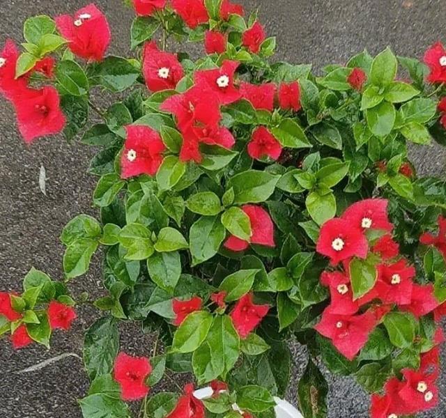 三角梅9月修剪技巧_剪枝_三角梅修剪最佳温度