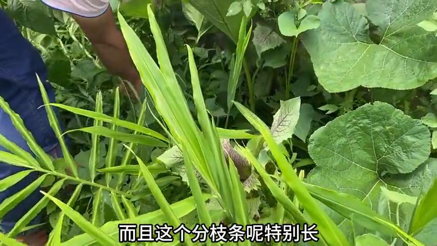 剪枝_南瓜结果多修剪技巧_南瓜苗修剪方法