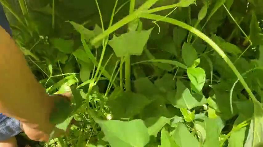 剪枝_南瓜苗修剪方法_南瓜结果多修剪技巧