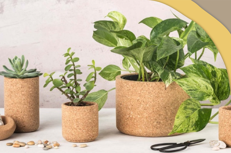 软木家居用品：可持续发展不是花架子！