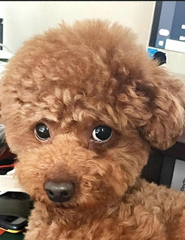 泰迪挑食严重怎么办？有什么适口性好的狗粮推荐？