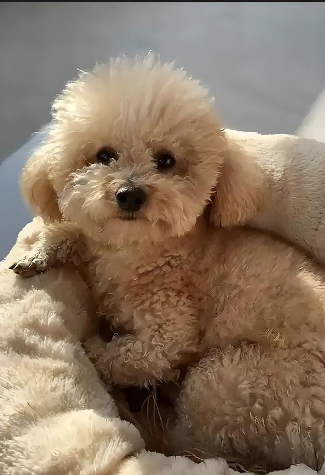 泰迪挑食严重怎么办？有什么适口性好的狗粮推荐？