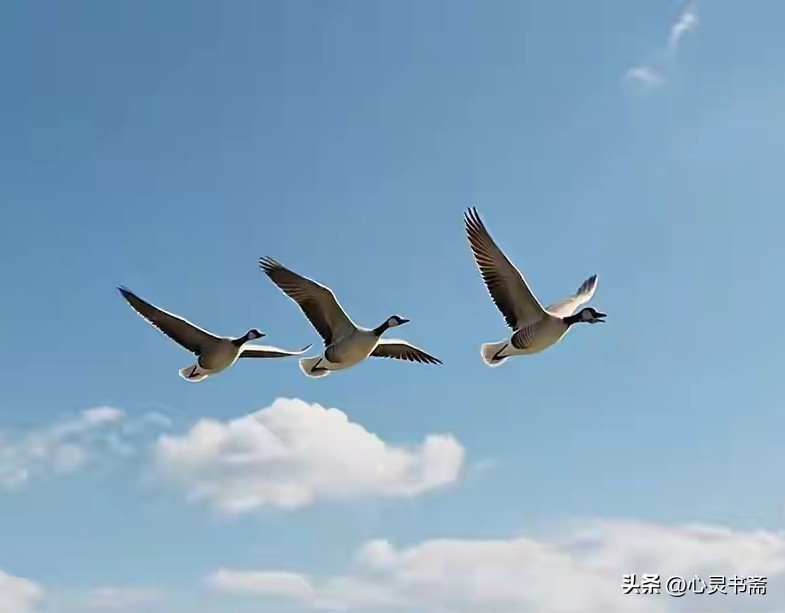 如果你写微头条，找不到好看的图，来我这看看，欢迎拿图